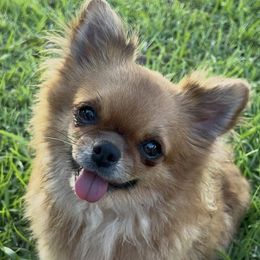 Nelly - Chihuahua