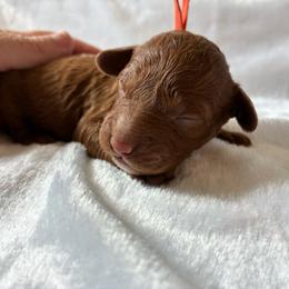 Tigger - Red male Cockapoo puppy in Adrian, Oregon from ApplebyFarm
