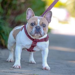 Riza - French Bulldog