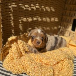 Rowan - Red merle male Miniature Australian Shepherd puppy in Ellendale, North Dakota from Ark Acres Kennels
