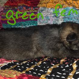 Green female - Sable female German Shepherd puppy in Ann Arbor, Michigan from Von Der Havier German Shepherds