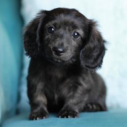 Zannah AKC 4000 - Brindle female Dachshund puppy in Krum, Texas from Tired Chef Dachshunds