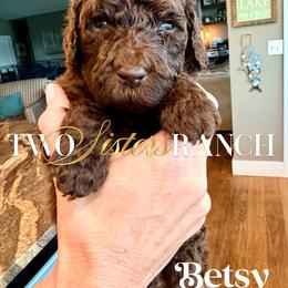 Betsy - female Newfypoo puppy in Jackson, Missouri from Two Sisters Ranch, LLC