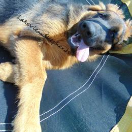German Shepherd Puppies from LakeView Shepherds