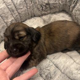 3rd Born Brindle - Brindle female Dachshund puppy in Rochester, Washington from Curtiss Dachshunds