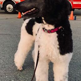 Poodles from Sixteenth Storm Poodles