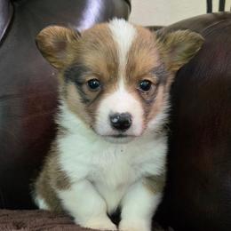 JM-4 - Sable male Pembroke Welsh Corgi puppy in Ely, Minnesota from RJ's Corgis