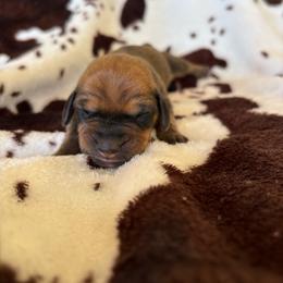 Hank - Red male Dachshund puppy in Opelika, Alabama from Dachshund Darlins