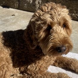 Goldendoodles from Violet’s Doodles
