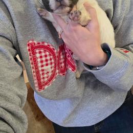 Yax - Blue male Pomeranian puppy in Chattanooga, Tennessee from Valley Poms