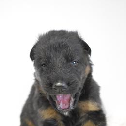 Casanova - Black and red male German Shepherd puppy in Lexington, Virginia from Buffelbach Farmstead Shepherds