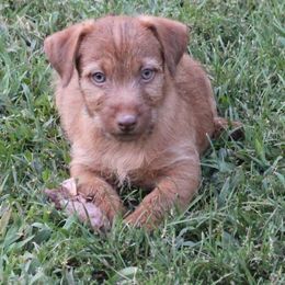 American Hunt Terrier and Russell Terrier Puppies from Bare Bottom Farms