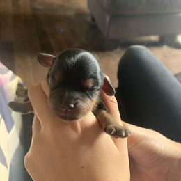 Flower - Black and tan female Cavalier King Charles Spaniel puppy in St. Cloud, Minnesota from Embricks Cavaliers
