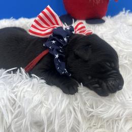 Red - Black female Labrador Retriever puppy in Heath Springs, South Carolina from Rich Hill Retrievers