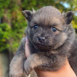 Bluey - Blue brindle male Pomeranian puppy in Fort Worth, Texas from Picture Perfect Poms