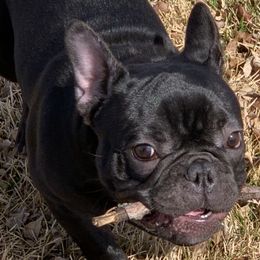 Shota Sunka - Black and white French Bulldog puppy in Stevensville, Montana from Last Best Frenchies