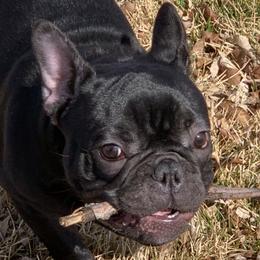 Shota Sunka - Black and white French Bulldog puppy in Stevensville, Montana from Last Best Frenchies