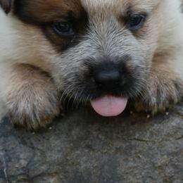 Australian Cattle Dogs, Labrador Retrievers, and Toy Australian Shepherds from Buffalo Valley Breeders