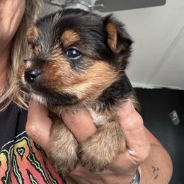 KUGEL - Black & tan tri-color male Morkie puppy in Taylorsville, North Carolina from Mountain Top Hot Tailz
