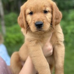Golden Retriever Puppies from Fields of Gold Retrievers