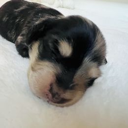 Dachshund Puppies from A Girl and Her Dachshund Pack