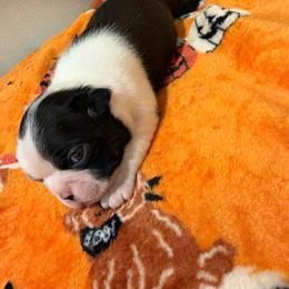 Double Haggery dot boy - Black brindle and white male Boston Terrier puppy in Madera Acres, California from Muggin Bostons Terriers and Mini Dachshund