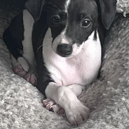Italian Greyhound Puppies from Bahia Verde’s Kennels