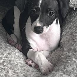 Italian Greyhound Puppies from Bahia Verde’s Kennels