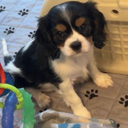 Cavalier King Charles Spaniel and Cocker Spaniel Puppies from Ray of Sunshine Spaniels LLC