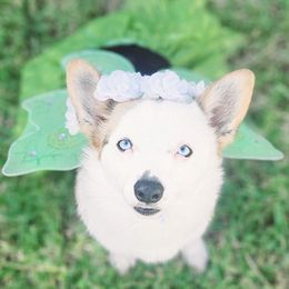 Panda - Pembroke Welsh Corgi