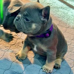 Purple Female - Black and tan female French Bulldog puppy in Republic, Missouri from Ritchie’s Frenchies