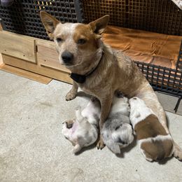 Australian Cattle Dog and Companion Cross Puppies from MX Kennel - Central MO