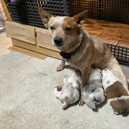 Australian Cattle Dog and Companion Cross Puppies from MX Kennel - Central MO
