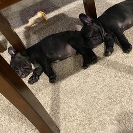 French Bulldog Puppies from TC’s French Bulldogs