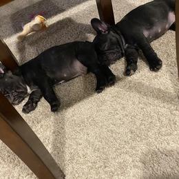 French Bulldog Puppies from TC’s French Bulldogs