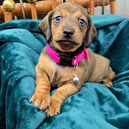Pumpkin - Red female Dachshund puppy in Roseville, California from Denver's Golden Dashies
