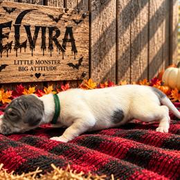Elvira - Blue female Great Dane puppy in Montgomery, Texas from KD Sweet Southern Danes