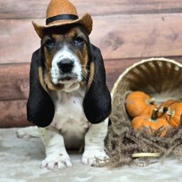 George (Blue) - Black tan and white male Basset Hound puppy in Lebanon, Ohio from Lady Mae Bassets