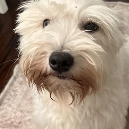 Pearl - Miniature Schnauzer