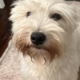 Pearl - Miniature Schnauzer
