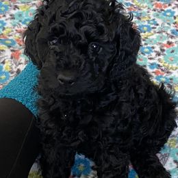 Cockapoo Puppies from Coco's Cocopuffs