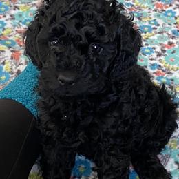 Cockapoo Puppies from Coco's Cocopuffs