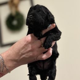Goldendoodle and Poodle Puppies from Southern Stroll Poodles & Doodles