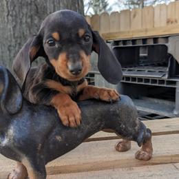 Dachshund Puppies from Valhallah Farms