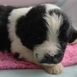 Hot Tottie  (Hot Pink) - White and black female Newfoundland puppy in Kimball Twp, Michigan from Pine River Newfoundlands