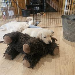 Girl 1 - female Labrador Retriever puppy in Helena, Montana from Whistling Wings Retrievers, LLC.