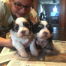 Havanese All Grown Up from Mt. Breeze