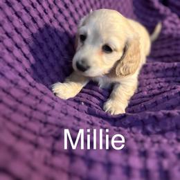 Dachshund Puppies from Snake Creek Dachshunds