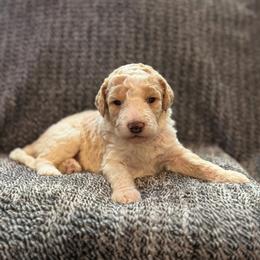 Scout - Parti male Goldendoodle puppy in Fayetteville, Arkansas from Mountain Grove Doodles