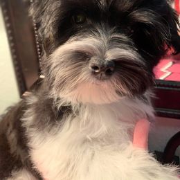 Havanese Puppies from Coraz’on Havanese